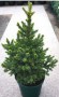 Picea abies Will s zwerg